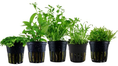 AquaOne Aquarium Pflanzen I 5X Wasserpflanzen I Vordergrund Aquarienpflanzen I Lilaeopsis Staurogyne Hemianthus Bacopa Pogostemon I Set mit 5 Vordergrundpflanzen