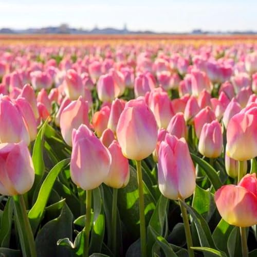 Tulpen zwiebeln mehrjährig Mix-Mysteriöse magische Glühbirne, Winterhart pflanzen,Luftreinigung, Lebende Pflanzen-6zwiebeln-d