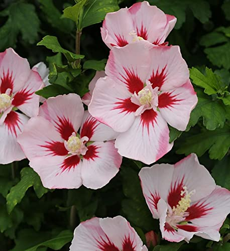 Rosen Eibisch Hamabo 80-100cm - Hibiscus - lebende Gartenpflanze aus den Baumschulen