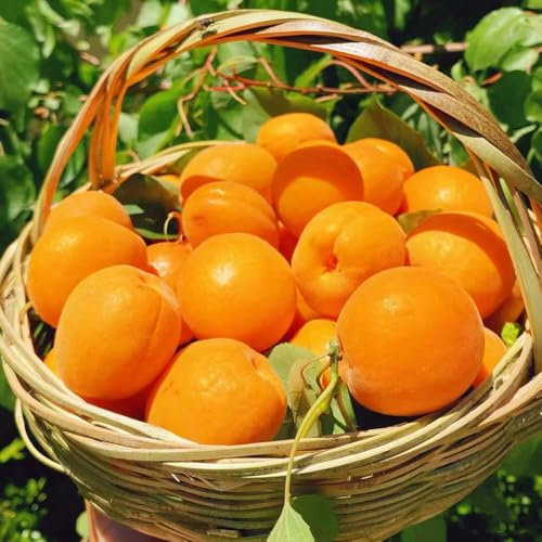 35 piezas Semillas de albaricoquero - fruta columnar resistente semillas de albaricoque, pequeño para mujeres balcón de plantas resistentes arboles frutales plantas de jardín