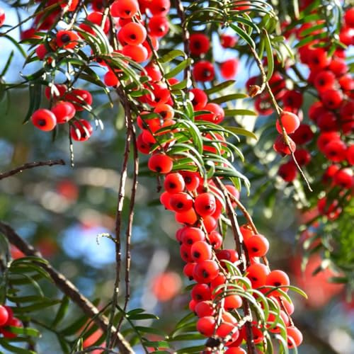 Semillas de Taxus baccata, tejo orgánicas variedades antiguas resistentes para el jardín, crecimiento perennes resistentes 100pcs