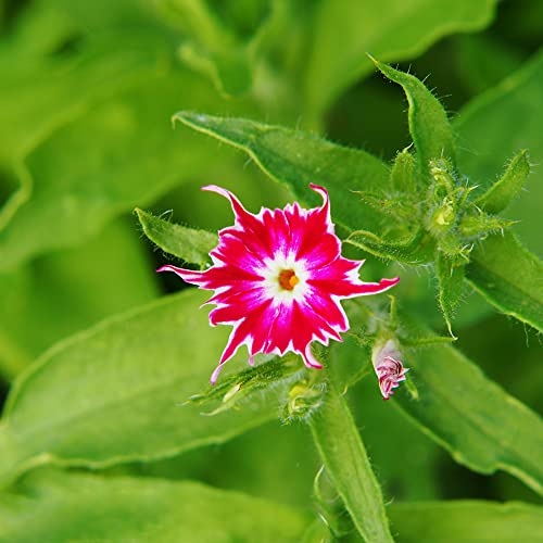 Phlox de alfombra - flox subulata jardín de interior decoración decoración cama elevada jardín rocas cortadas decorativa trepadora semillas 1200pcs
