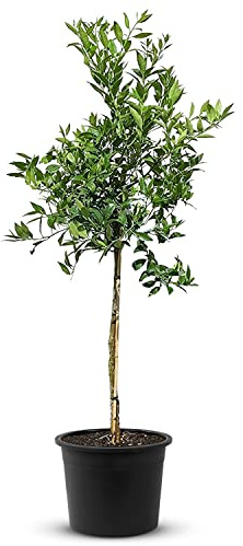 TropicTrees Limequat Lime d'une hauteur de 150 cm et d'une circonférence de tronc de 8-10 cm | Lime comme ingrédient d'épices et comme plante ornementale à l'intérieur