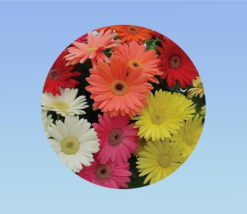 100 graines de gerbera mixtes - jamessonii. plante vivace