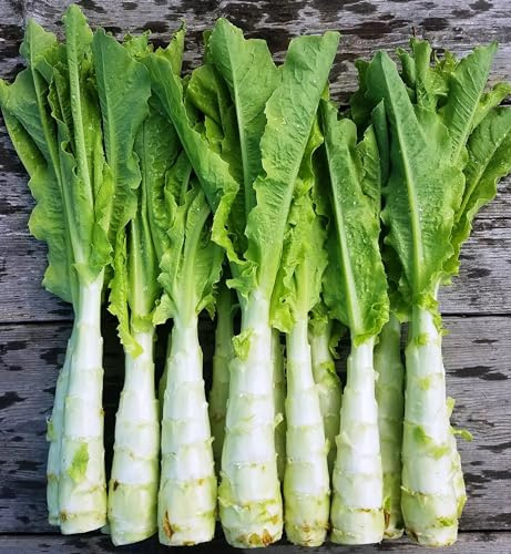 SeedsUP - 500+ Seeds Lettuce Asparagus - Salad Celtuce - 50 Days - Vegetable Green