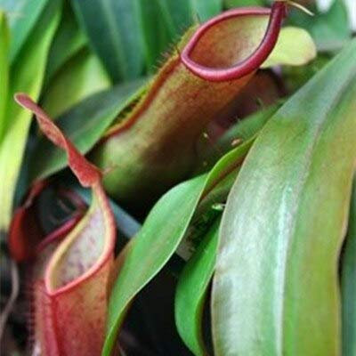 Graines de plantes de Nepenthes fraîches à planter Couleurs mélangées fraîches paquet de 100 graines
