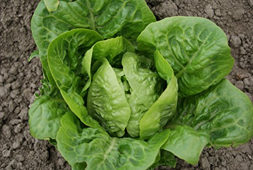 Just Seed Lettuce - Little Gem - 1000 Seeds