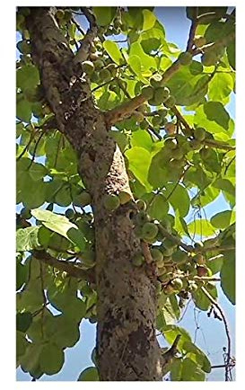 Stk - 10x Ficus auriculata Baum Garten Pflanzen - Samen B1491 - Seeds & Plants Shop by Ipsa