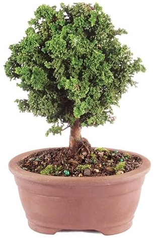 From You Flowers - Dwarf Hinoki Cypress Bonsai Tree for Birthday, Anniversary, Get Well or Celebration