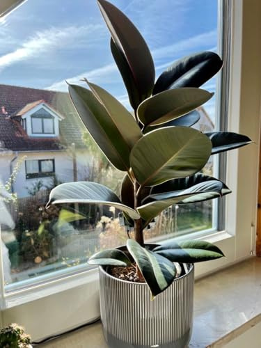 Ficus Elastica, Planta de Caucho, Árbol de Goma, Planta de Interior