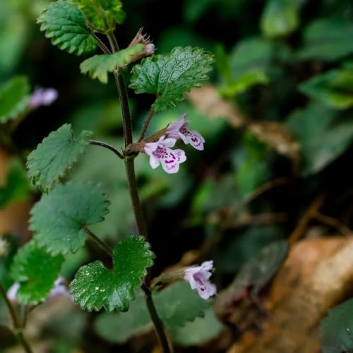 semi di edera terrestre,in vaso,resistenti per il giardino,regali per gli amanti semi di,decorazione da giardino 300pcs