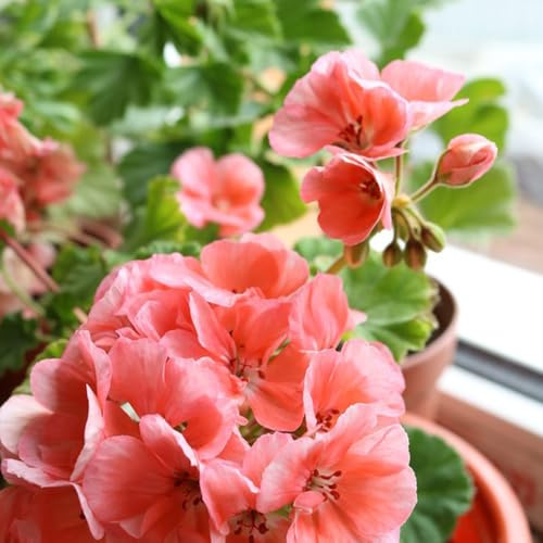 semi di geranio pelargoniumto sul balcone gerani ornamentali per luoghi soleggiati d'appartamento rare Decorazioni per giardini esterni, aromatiche, 550semi