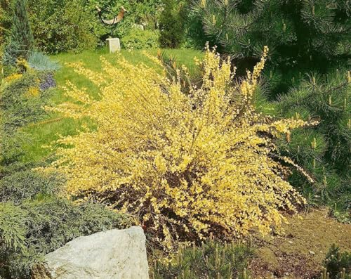 Cytisus praecox 'Warminster' 60-80 cm – Winterhart, Mehrjährig, Pflegeleicht – Elfenbeinginster – Zierstrauch für Beet & Garten