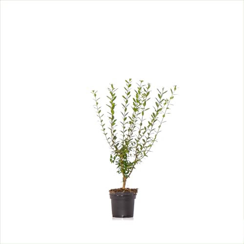 Dehner Wintergrüner Liguster Atrovirens, für 20 Meter Hecke, ca. 60-100 cm, 80 x 3 l Topf, Heckenpflanze