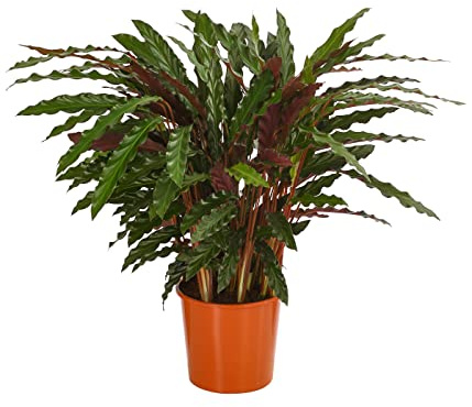 Dehner Korbmarante Elger Grass, schmale Blätter, ca. 65-75 cm,Ø Topf 17 cm | Calathea, Zimmerpflanze mit Tag-Nacht-Rhythmus, luftreinigend, für luftfeuchte Standorte