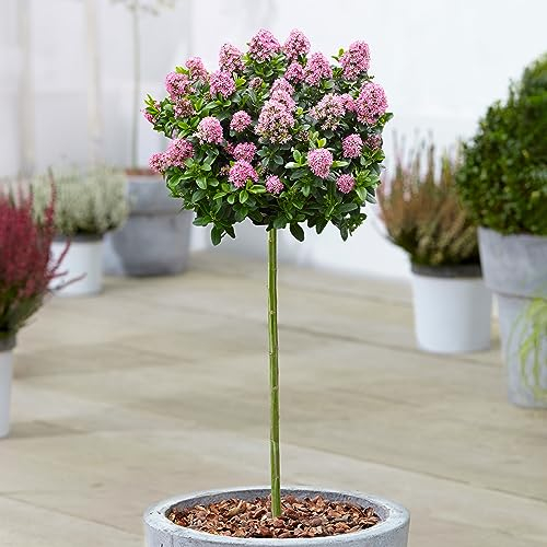 Gardener's Dream Escallonia Pink Elle - Immergrüne Zierbäume für Garten, Balkon oder als Terrassen Pflanzen, Winterhart, 70-80 cm (Inkl. Topf)