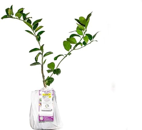 LIMA Natural Árbol Frutal de Fácil Mantenimiento para Exteriores