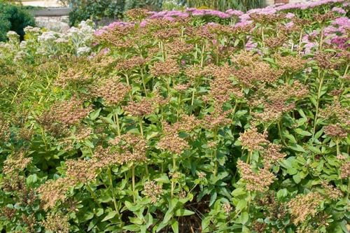 Sedum aizoon 9x9 cm Topf – Winterhart, Mehrjährig, Pflegeleicht – Fetthenne – Bodendecker für Steingarten & Beet
