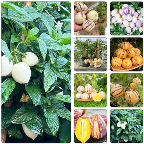 birnenmelone gartenpflanzen indoor garten obstbäume zwergobstbäume kräutergarten säulenobstbäume extrem winterharte kübelpflanzen obstpflanzen biosaatgut gewächshaus balkon 40samen
