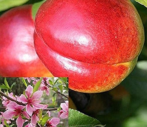 Dwarf Patio Prunus Nectarine Fruit Tree 3-4ft Supplied in a 5 Litre Pot by DirectPlants™