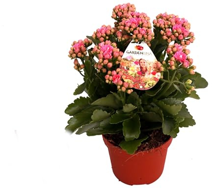 Kalanchoe Natural Planta Fácil de Mantener Ideal para Principiantes