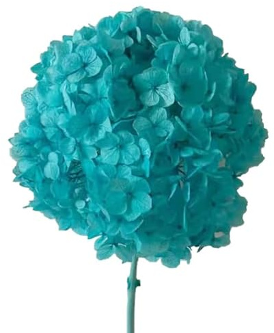 ZEYRU Hortensia preservada con Tallo para decoración del hogar, Flor Seca de Gran tamaño, conservante estabilizado Eterno Natural, Azul, Novedad de 2023