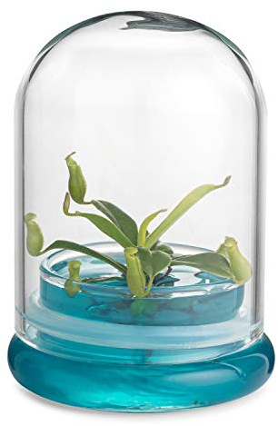 Bloomify Pitcher Plant – Live Nepenthes Tobaica – Zero Care Carnivore Plants Terrarium - Self-Sustaining Pitcher Plant Ecosystem – Great Gift for Birthdays, Christmas, Anniversaries