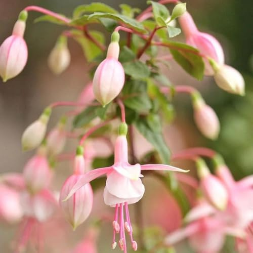 Fuchsien - herbstblumen winterhart Fuchsia hybrida - geschenk für gärtner 30Samen