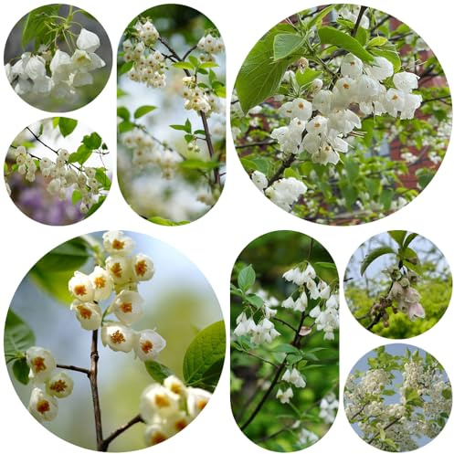 Semillas del árbol de campanilla de invierno - exóticas para balcón o invernadero, Árbol lirio los valles resistentes al aire libre 300pcs