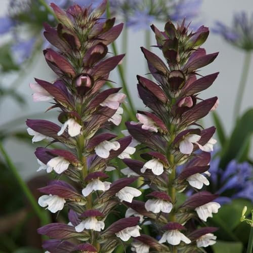 Plant Theory Bears Breeches Perennials Flowering Plants Acanthus Mollis 2L Pot