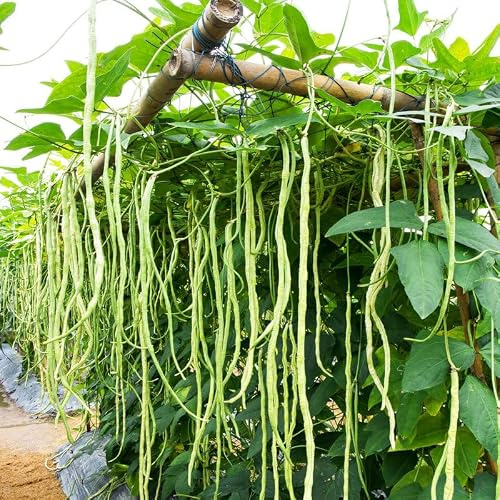 Graines de Haricot Kilomètre, Variété Longue, Légume Vert, 40 Graines