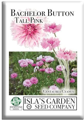 Bachelor Button Tall Pink Cornflower Flower Seeds, 300+ Seeds Per Packet, (Isla's Garden Seeds), Botanical Name: Centaurea cyanus, Non GMO & Heirloom Seeds