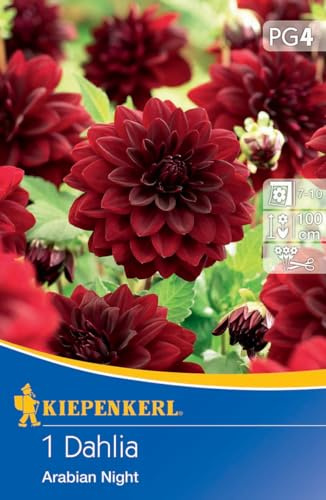 Kiepenkerl Seerosen-Dahlie Arabian Night 730038 - mehrjährige Blumen mit beeindruckenden schwarzroten Blüten - ideal für Vasenschnitt - Dahlienknollen, Blumenzwiebeln