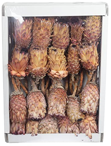 Protea Barbigera - normal - 30 Stück - pink