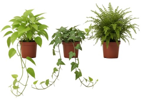 Pack Verde Natural DECOALIVE Hiedra, Poto Helecho Estilo Botánico para Interiores
