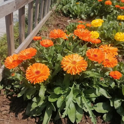 semi di calendula decorativi resistenti balcone di calendula perenne resistenti all'esterno decorazione da giardino per esterni, tappeto 800pcs