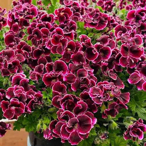 semillas de geranio colgantes con decorativas de jardín jardín balcón invernadero interiororgánicas exterior rocas 40pcs