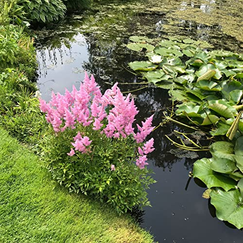 Astilbe japonica 'Rheinland' / Prachtspiere 'Rheinland' rosa blühende Staude