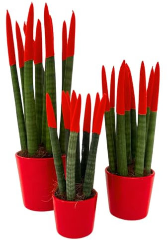 I Giardini di Giulia | Set di 3 Sansevieria Cylindrica punta di velluto Rosse | Piante Sempreverdi Decorative | Ideali per Arredare Casa, Ufficio e Regali Originali | Facili da Coltivare