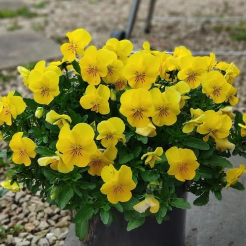 semi di viola del pensiero resistenti - estivi perenni decorazione del balcone esotiche 200pcs