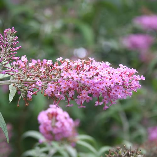 Buddleja arbustiva - semi di giardino cespuglio arbusti semprever resistenti, rare, decorative interno 130semi
