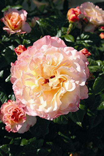 Edelrose Aquarell im 5 Liter Rosentopf