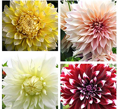 5 x Mixed Coloured 'Dinner-Plate' Dahlias (Tubers to Plant Yourself) Free UK Postage