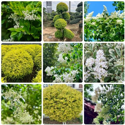 Semi di siepe di ligustro, arbusti sempreverdi Ligustro lucidum - giardino semi di resistenti all'esterno arbusti fioriti resistenti 500pcs