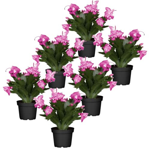 Cactus de la Navidad de Color Rosa | Pack de 6 Plantas | DECOALIVE | Plantas de Navidad Naturales