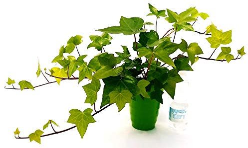 POWERS TO FLOWERS - EDERA COMUNE IN VASO CERAMICA VERDE, Edera purifica aria, pianta vera