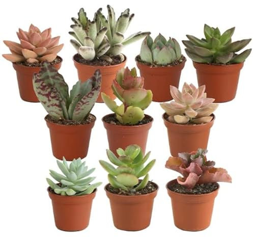 Surtido de Diez Mini Suculentas Naturales con Maceta de 5cm