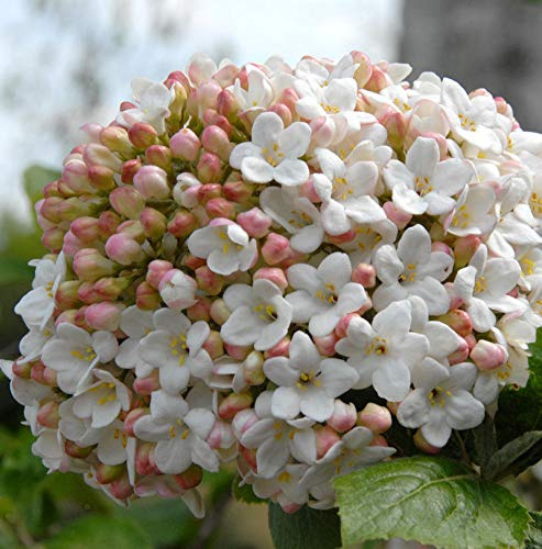 Großblumiger Duft Schneeball 25-30cm - Viburnum carlcephalum - lebende Gartenpflanze aus den Baumschulen