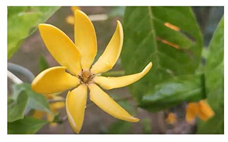 Pcs - 5x Gardenia Sootepensis Arbre Jardin Plantes - Graines B2083 - Seeds & Plants Shop by Ipsa