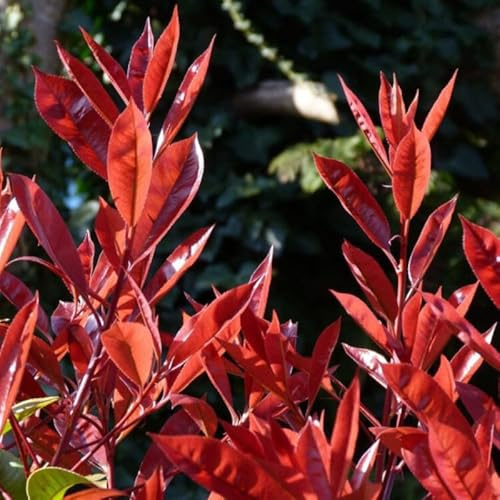 Photinia Red Robin - Photinia xfraseri Red Robin 50/60cm ? Arbuste pour Haie et Jardin